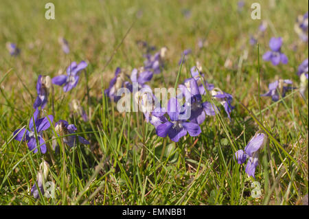 Plaque de bois sauvages violettes douces prairies envahissant au début du printemps, le point d'être caché par les hautes herbes dans un pré Banque D'Images