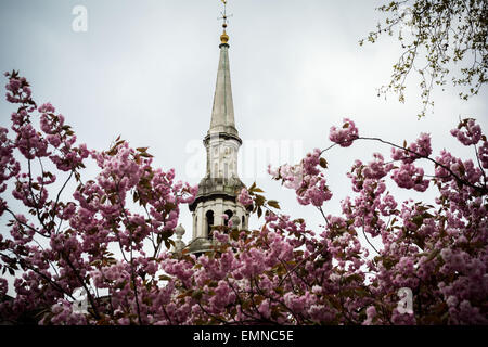 Londres, Royaume-Uni. 22 avril, 2015. Oranger en fleurs autour de Deptford, South East London Crédit : Guy Josse/Alamy Live News Banque D'Images