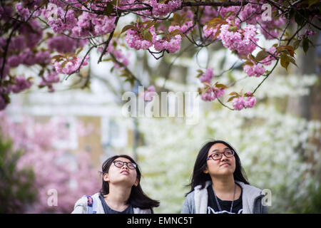 Londres, Royaume-Uni. 22 avril, 2015. Oranger en fleurs autour de Deptford, South East London Crédit : Guy Josse/Alamy Live News Banque D'Images