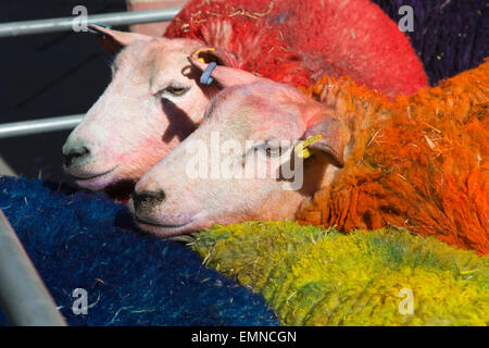 Pour célébrer le 10e anniversaire de la célèbre Festival Latitude multi-couleur des moutons de Suffolk à Londres pour effectuer avec danseurs Shaun Dillon et Kim Collins, en face de Sadler's Wells. La latitude est le plus grand festival pluri-artistique et pour les huit ans Sadler's Wells présentera un programme de danse de classe mondiale au festival du 16 au 19 juillet. Le festival a lieu dans le parc de Henham Park. La latitude de moutons, six brebis avec des moutons de couleur dye, ont été transportés à Banque D'Images