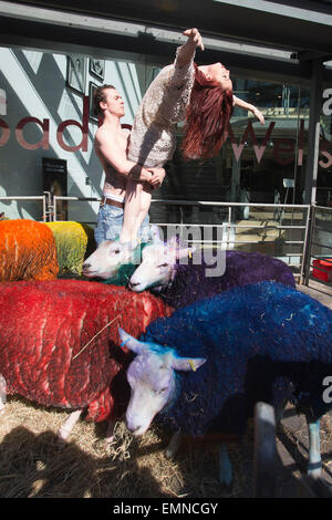 Pour célébrer le 10e anniversaire de la célèbre Festival Latitude multi-couleur des moutons de Suffolk à Londres pour effectuer avec danseurs Shaun Dillon et Kim Collins, en face de Sadler's Wells. La latitude est le plus grand festival pluri-artistique et pour les huit ans Sadler's Wells présentera un programme de danse de classe mondiale au festival du 16 au 19 juillet. Le festival a lieu dans le parc de Henham Park. La latitude de moutons, six brebis avec des moutons de couleur dye, ont été transportés à Banque D'Images