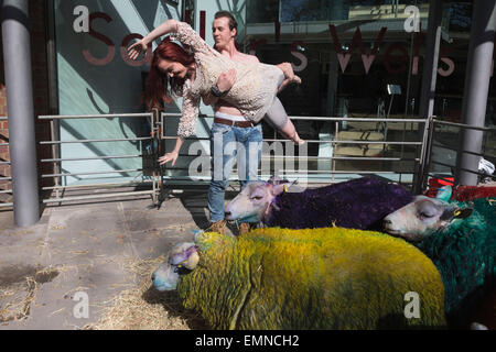 Pour célébrer le 10e anniversaire de la célèbre Festival Latitude multi-couleur des moutons de Suffolk à Londres pour effectuer avec danseurs Shaun Dillon et Kim Collins, en face de Sadler's Wells. La latitude est le plus grand festival pluri-artistique et pour les huit ans Sadler's Wells présentera un programme de danse de classe mondiale au festival du 16 au 19 juillet. Le festival a lieu dans le parc de Henham Park. La latitude de moutons, six brebis avec des moutons de couleur dye, ont été transportés à Banque D'Images