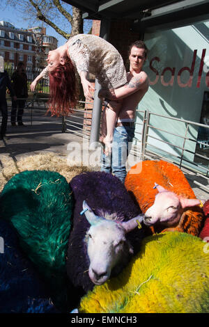 Pour célébrer le 10e anniversaire de la célèbre Festival Latitude multi-couleur des moutons de Suffolk à Londres pour effectuer avec danseurs Shaun Dillon et Kim Collins, en face de Sadler's Wells. La latitude est le plus grand festival pluri-artistique et pour les huit ans Sadler's Wells présentera un programme de danse de classe mondiale au festival du 16 au 19 juillet. Le festival a lieu dans le parc de Henham Park. La latitude de moutons, six brebis avec des moutons de couleur dye, ont été transportés à Banque D'Images