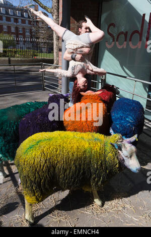 Pour célébrer le 10e anniversaire de la célèbre Festival Latitude multi-couleur des moutons de Suffolk à Londres pour effectuer avec danseurs Shaun Dillon et Kim Collins, en face de Sadler's Wells. La latitude est le plus grand festival pluri-artistique et pour les huit ans Sadler's Wells présentera un programme de danse de classe mondiale au festival du 16 au 19 juillet. Le festival a lieu dans le parc de Henham Park. La latitude de moutons, six brebis avec des moutons de couleur dye, ont été transportés à Banque D'Images