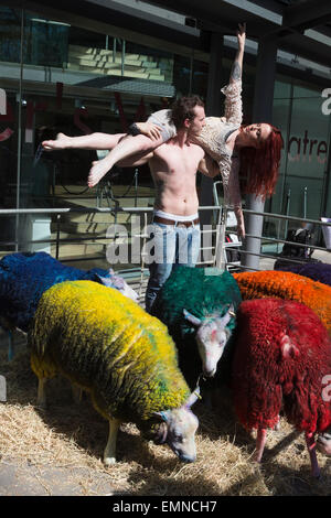 Pour célébrer le 10e anniversaire de la célèbre Festival Latitude multi-couleur des moutons de Suffolk à Londres pour effectuer avec danseurs Shaun Dillon et Kim Collins, en face de Sadler's Wells. La latitude est le plus grand festival pluri-artistique et pour les huit ans Sadler's Wells présentera un programme de danse de classe mondiale au festival du 16 au 19 juillet. Le festival a lieu dans le parc de Henham Park. La latitude de moutons, six brebis avec des moutons de couleur dye, ont été transportés à Banque D'Images