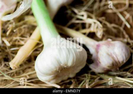 L'ail frais et l'ail sur une vieille paille Banque D'Images