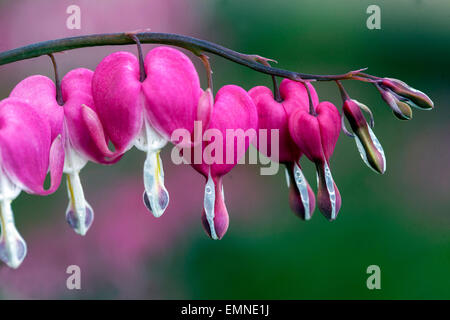 Dicentra spectabilis spectabilis Lamprocapnos Bleeding Heart Banque D'Images