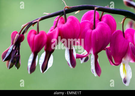 Lamprocapnos spectabilis Dicentra spectabilis gros plan saignant les coeurs Banque D'Images