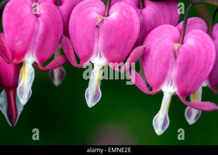 Lamprocapnos spectabilis gros plan saignements coeurs Dicentra spectabilis Banque D'Images