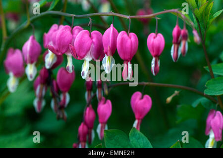 Dicentra spectabilis Lamprocapnos spectabilis saignement coeur violet fleurit dans le jardin Banque D'Images