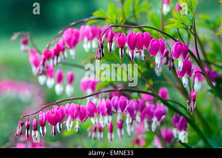 Coeur saignant Lamprocapnos spectabilis Dicentra spectabilis plante arquée vivace en fleur Banque D'Images