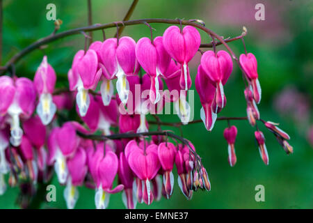 Dicentra spectabilis Lamprocapnos spectabilis Bleeding coeur fleur plante Banque D'Images