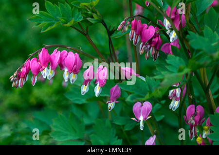 Dicentra spectabilis Lamprocapnos spectabilis saignement cœur printemps de beauté nature Banque D'Images