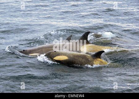 Trois Orques les eaux de l'Antarctique l'Antarctique Banque D'Images