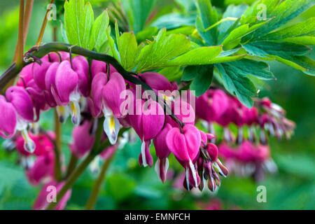 Dicentra spectabilis Lamprocapnos spectabilis coeur saignant coeur florissant Banque D'Images