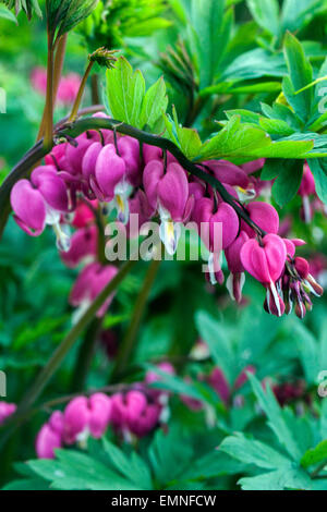 Lamprocapnos spectabilis coeur saignant Dicentra spectabilis plante à fleurs Banque D'Images