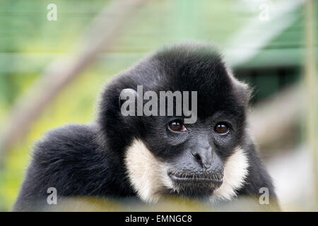 Le portrait de gibbon triste dans le zoo Banque D'Images