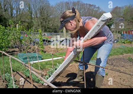 Une femme glisse de pois germées gouttières sur son attribution. Banque D'Images