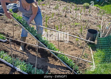 Une femme glisse de pois germées gouttières sur son attribution. Banque D'Images