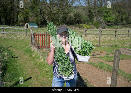 Une femme porte la durée des gouttières qui contiennent des pois germé sur son attribution. Banque D'Images