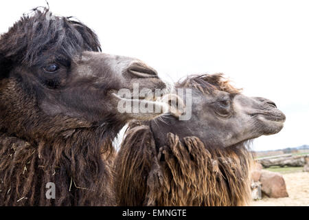 Portrait de deux chameaux domestiques au zoo Banque D'Images