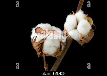 Peu de nouveau-né sommeil photoshopped en une boule de coton Banque D'Images