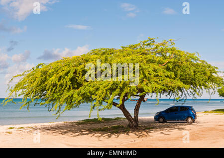 Voiture sous umbrella tree sur une plage de la mer tropicale sur Aruba, Antilles néerlandaises Banque D'Images