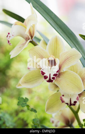 Cymbidium Kings Loch gx Cooksbridge. Voile Orchid Banque D'Images