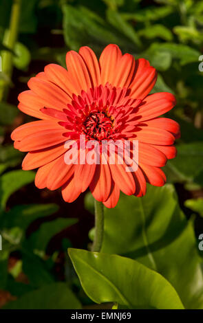 Belle fleur daisy orange lors d'une fête des fleurs dans la province de Phayao, en Thaïlande Banque D'Images