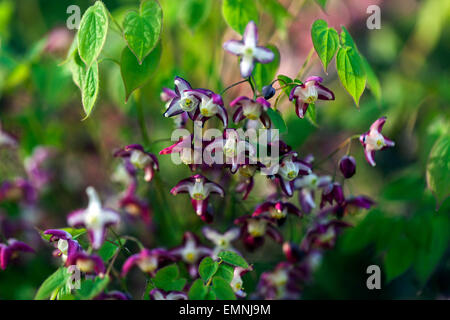 Epimedium rubrum, en fleurs et feuilles fraîches Banque D'Images