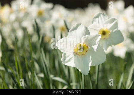 Blanc de printemps Narcisse jonquille masses beaucoup de bouquet de fleurs jardin avec éclairage orangé sur pétales de corona Banque D'Images