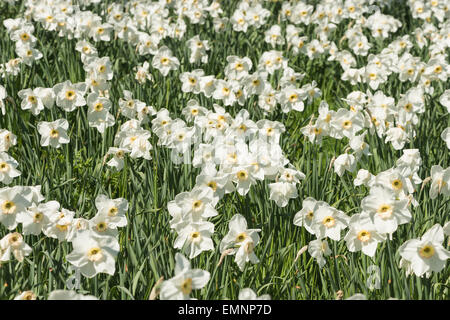 Blanc de printemps Narcisse jonquille masses beaucoup de bouquet de fleurs jardin avec éclairage orangé sur pétales de corona Banque D'Images