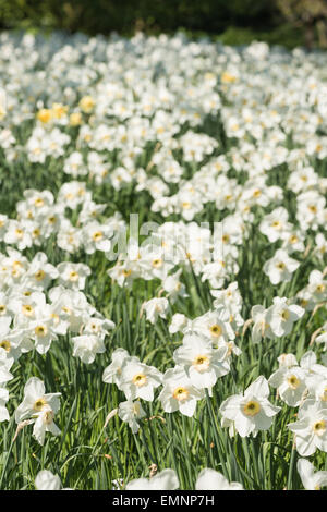 Blanc de printemps Narcisse jonquille masses beaucoup de bouquet de fleurs jardin avec éclairage orangé sur pétales de corona Banque D'Images