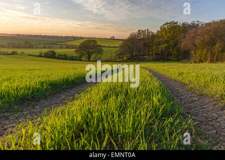 Paysage du comté anglais du printemps - coucher du soleil à Edwinshall Bois Banque D'Images