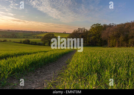 Paysage du comté anglais du printemps - coucher du soleil à Edwinshall Bois Banque D'Images