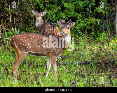 Spotted Deer dans le Parc National de Nagarhole Karnataka Banque D'Images