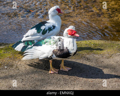 Des canards de Barbarie Cairina moschata par un ruisseau au printemps Banque D'Images