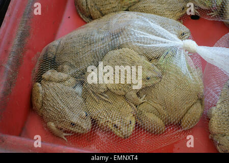 Les grenouilles comestibles chinois, Hoplobatrachus rugulosus, amphibiens vivant dans un sac filet dans un marché de Bangkok Banque D'Images