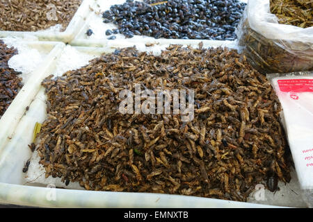Les grillons comestibles, acheta domestica, sur un étal dans un marché d'alimentation à Bangkok, Thaïlande Banque D'Images
