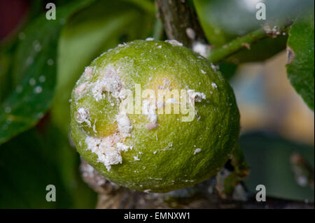 Cochenille Pseudococcus, Glasshouse, pyrrhalta infestion sur une véranda avec des fruits cultivés lemon tree Banque D'Images