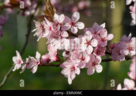 Fleurs roses sur un prunier, Cerisier Prunus cerasifera 'Pissaardii', avec des feuilles rouge foncé floraison au début du printemps Banque D'Images