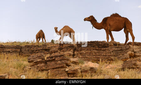 Dromedary Camels en Judée Deser, Israël. Banque D'Images