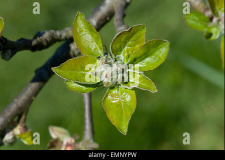 Green Apple les bourgeons de fleurs et de feuilles, vert, l'ouverture du cluster dans soleil du printemps sur l'arbre Banque D'Images