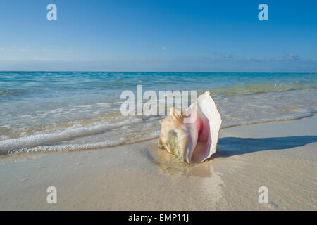 Conque Bahamas Beach. La "reine" des conques est un gros escargot de mer comestibles, un type de mollusque marin. Banque D'Images