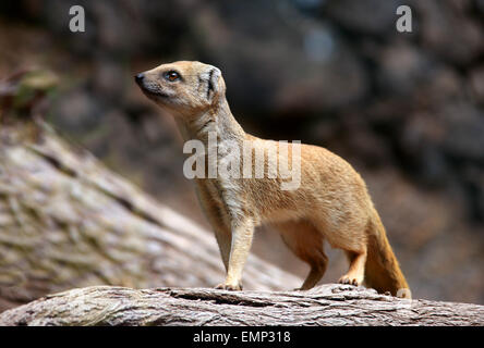 Cynictis penicillata, mangoustes jaunes, Herpestinae, Herpestidae, Carnivora, Mammalia. On appelle parfois le meerkat rouge. Banque D'Images