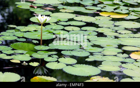 Fleur de lotus sur l'eau Banque D'Images