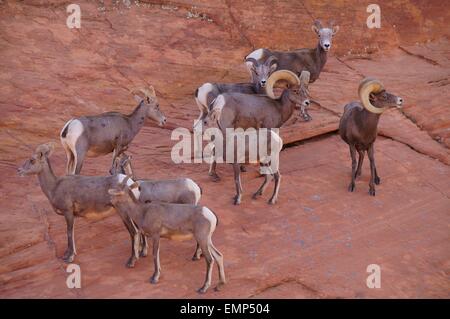 Un troupeau de moutons bighorn désert sur la montagne. Banque D'Images