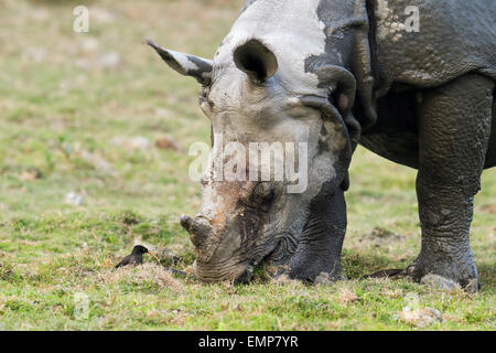 Disparition d'un rhinocéros unicornes ou Rhinoceros unicornis au parc national de Kaziranga, Assam Banque D'Images