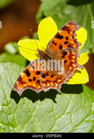 Virgule papillon sur Souci de marais. Commune de West End, ESHER, Surrey, Angleterre. Banque D'Images