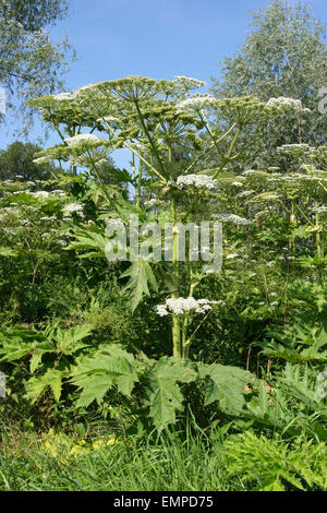 La berce du Caucase (Heracleum mantegazzianum, Heracleum giganteum), la floraison, la Thuringe, Allemagne Banque D'Images